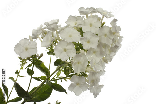 Foto White phlox isolated on white