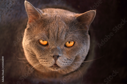 Canvas Print Funny cat in cats house