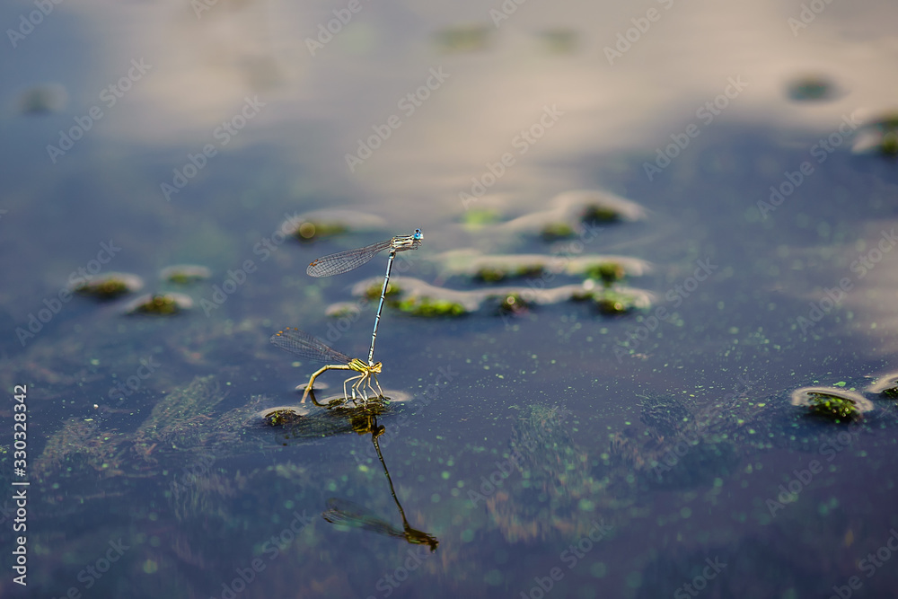 Sunny summer day. Dragonflies breed in the shallow river. Close-up Sunny summer day. Dragonflies breed in the shallow river. Close-up