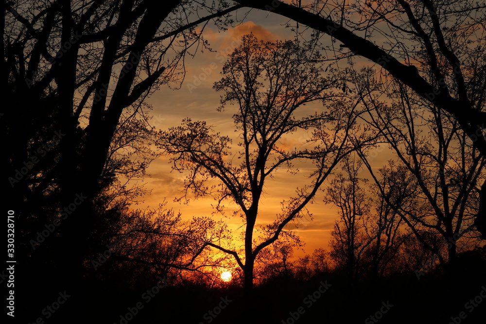 Low Sunset Behind Trees Low Sunset Behind Trees