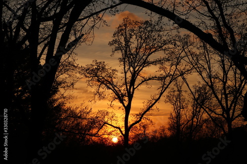 Low Sunset Behind Trees