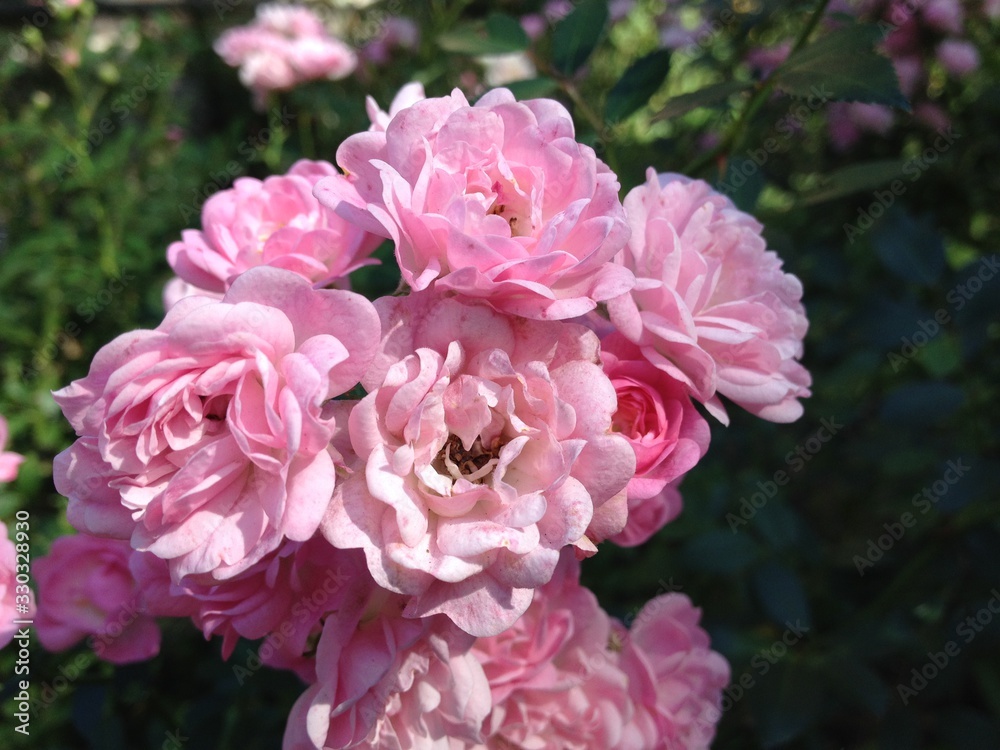 Flowers in the garden