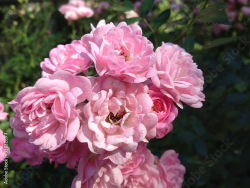 Flowers in the garden