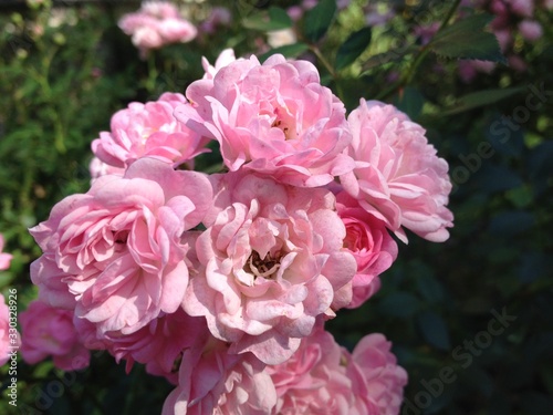 Flowers in the garden