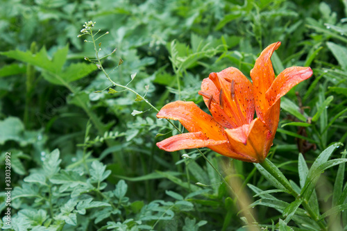 Orange lilly flower in the garden after  rain