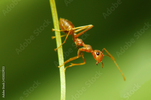 Close up red ant focus head on stick leaf on nature green tone background © pumppump
