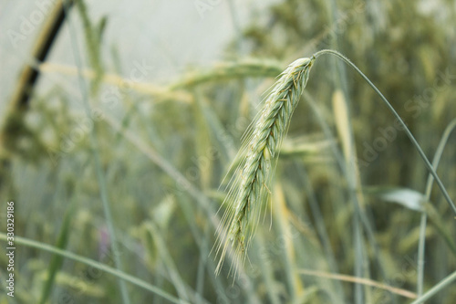Wheat ears macro photography