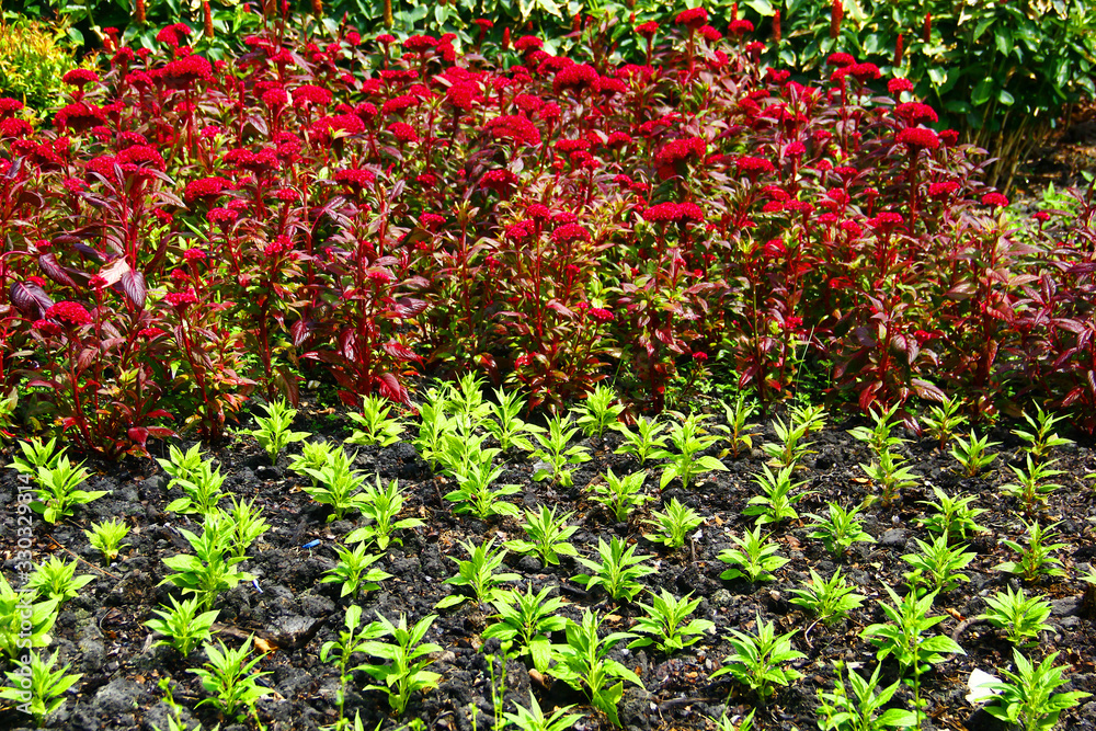 Red and green flower beds.