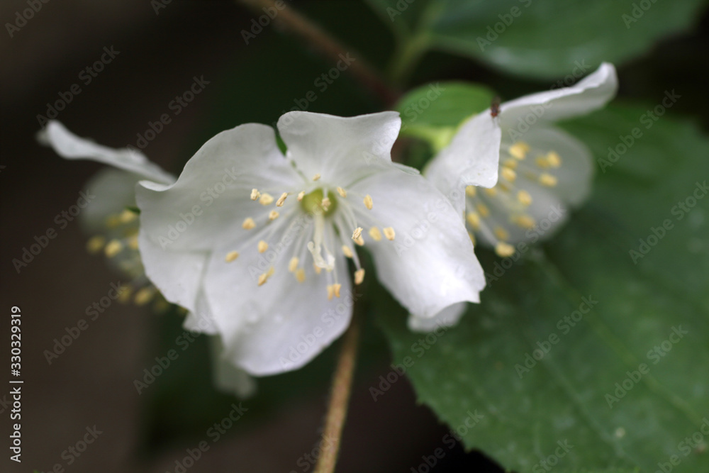 Sweet Mock Orange (English Dogwood, Philadelphus coronarius) Sweet Mock Orange (English Dogwood, Philadelphus coronarius)