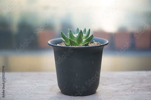 Ariocarpus trigonus in flower pot photo