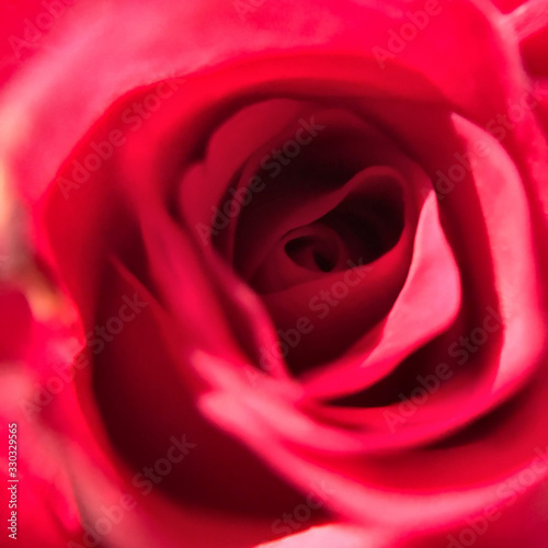 closeup of red rose