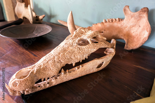Crocodile skull used as decoration in an African villa in Eastern Africa © Pat