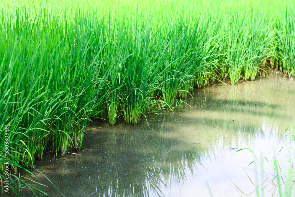 Fototapeta premium Paddy field in Thailand with green rice 