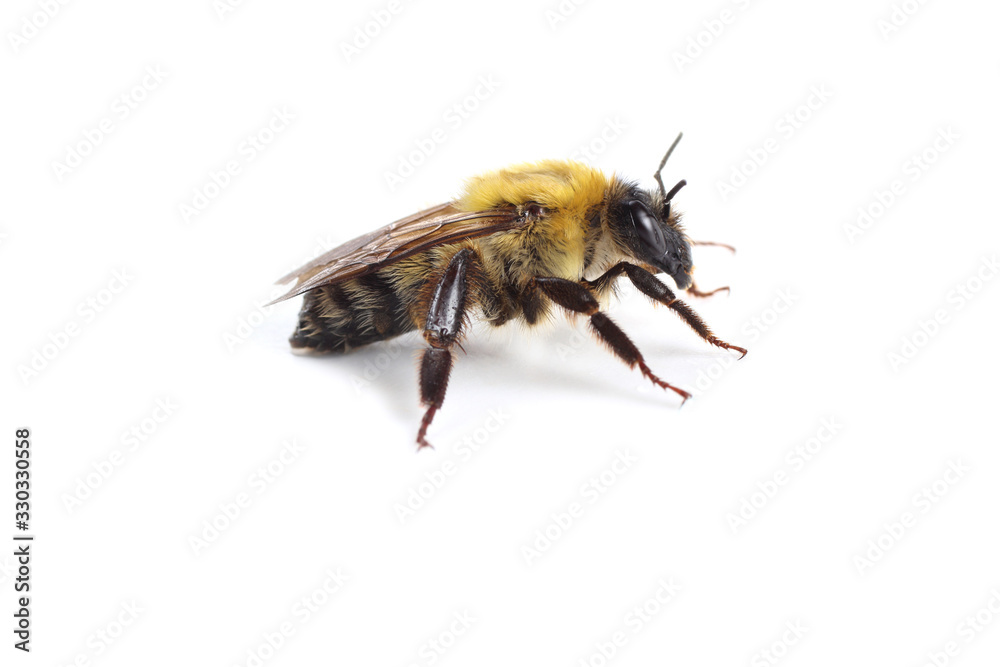 Bumblebee isolated on white Bumblebee isolated on white