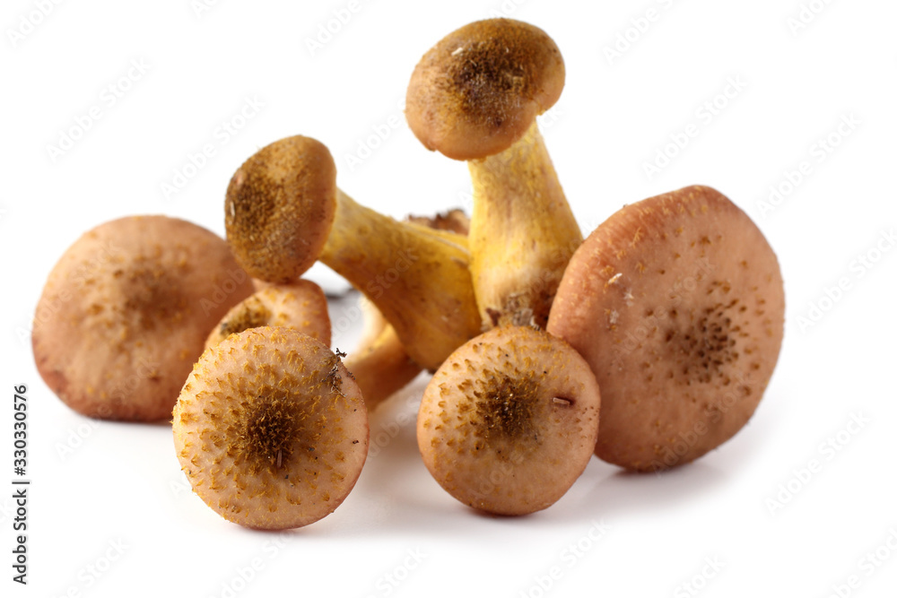 Little honey fungus mushrooms isolated on white Little honey fungus mushrooms isolated on white
