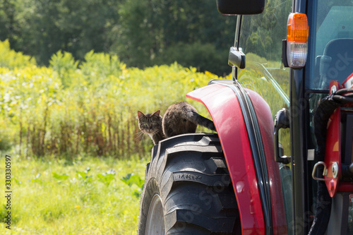 Canvas Print cat sitting on farm tractor in front of field