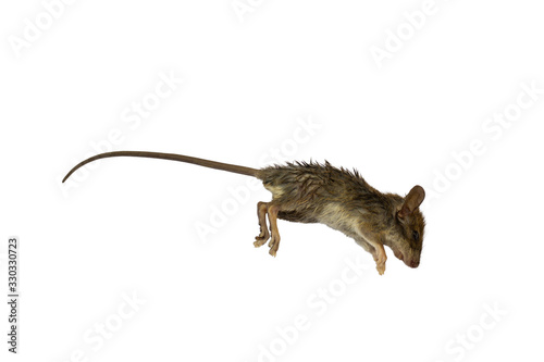 Dead mouse isolated on white background © Kritchai