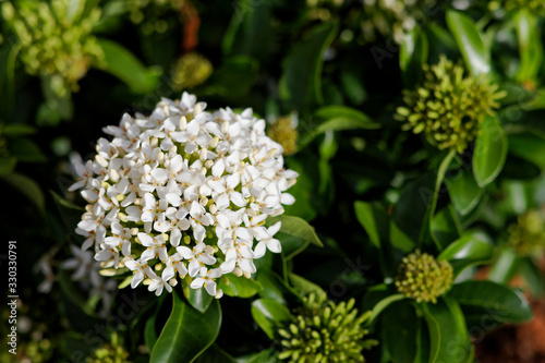 white small Ixora flower.genus of flowering plants in the family Rubiaceae