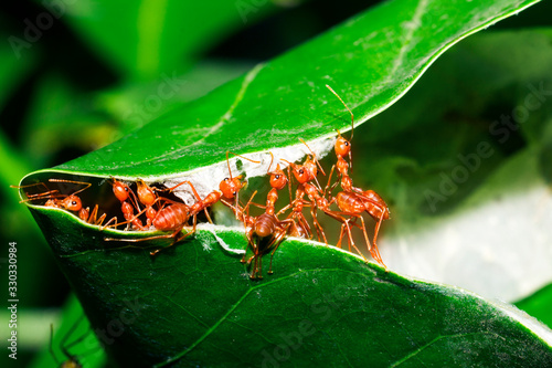 Red ants are helping to pull the leaves together to build a nest photo