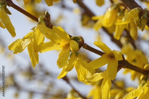 Forsythienmakro photo