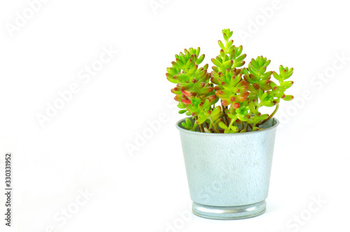 Silver galvanized tin pot of Jelly bean ,Sedum rubrotinctum succulent plant on white background photo