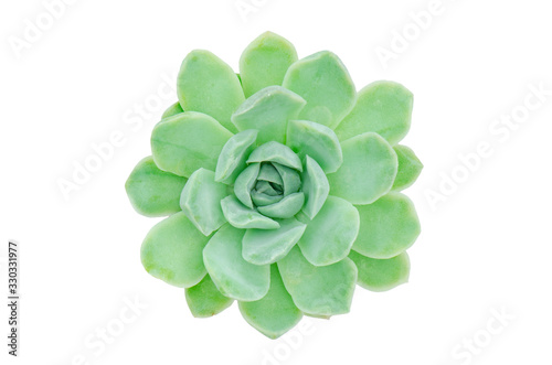 Top view of green Echeveria Mexican Snowball succulent plant white background