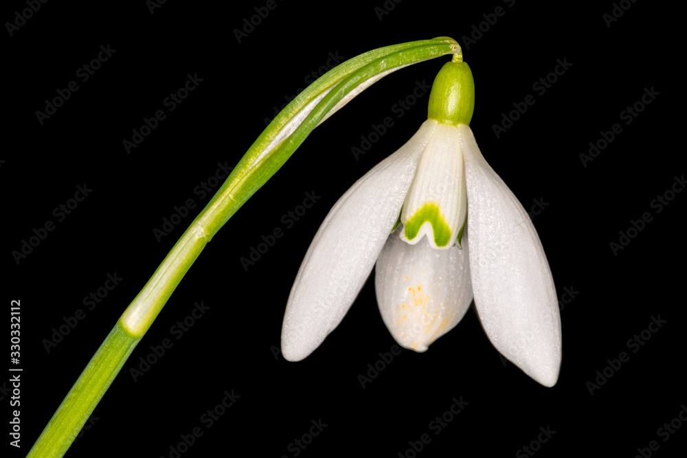 Snowdrop (Galanthus) flower bulb with white petals on black background 