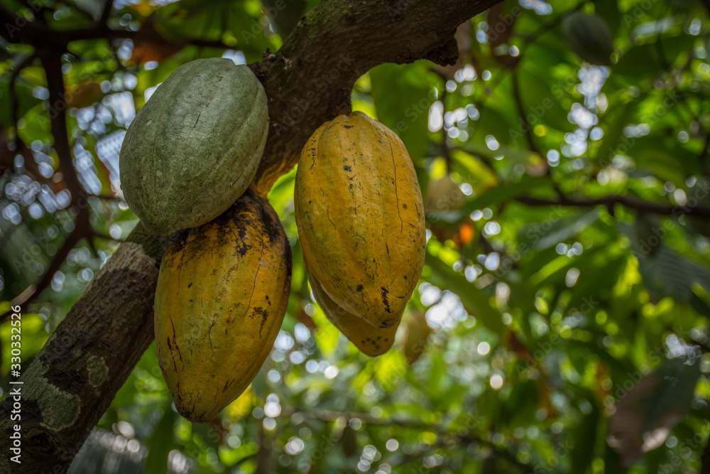 Fototapeta premium Close Up of a cacao fruit in Vietnam