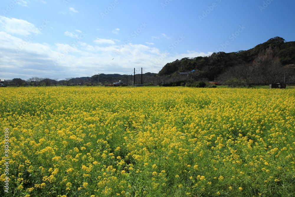 field of rape