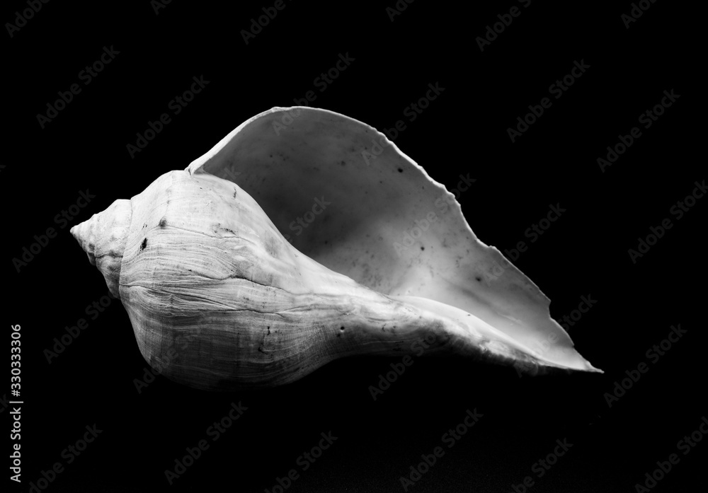Картината върху платно shell isolated on black background