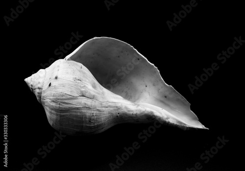 shell isolated on black background