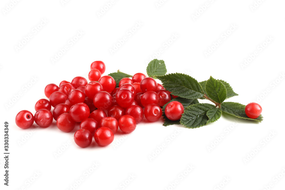 Nanking cherry and branch Nanking cherry and branch