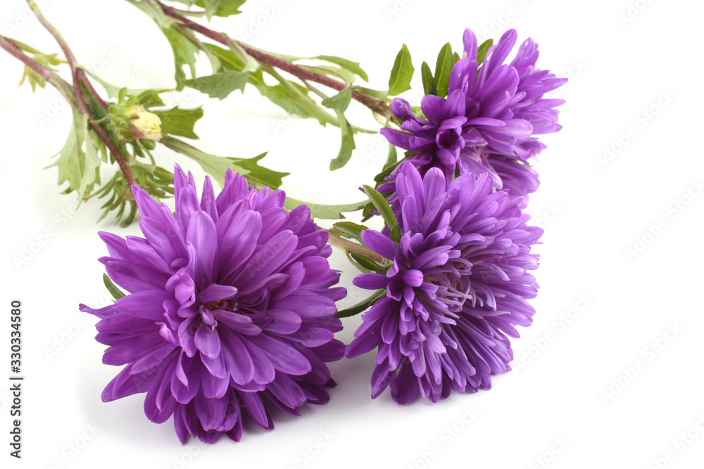Violet asters isolated on white Violet asters isolated on white