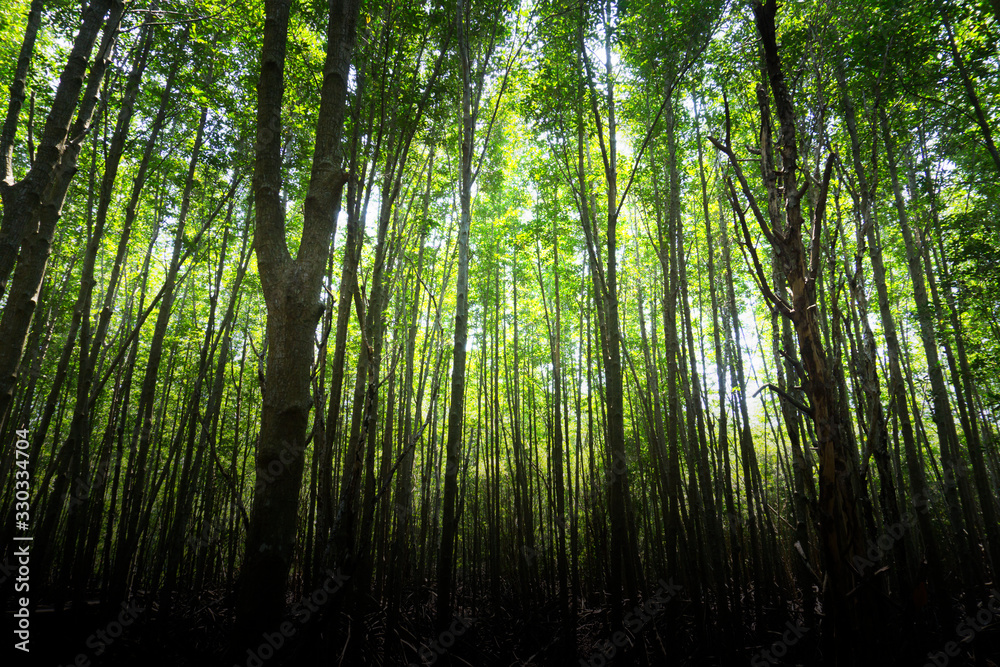 Obraz premium Sun beams through thick trees branches in dense green forest