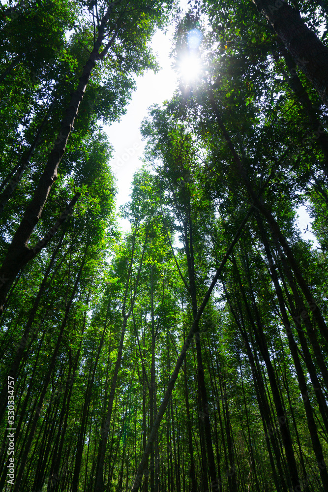 Low angle view of beech forest in springtime - Vertical Low angle view of beech forest in springtime - Vertical