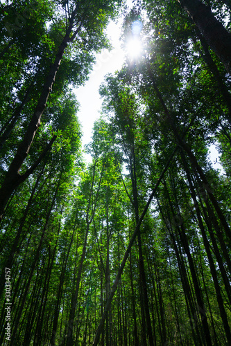 Low angle view of beech forest in springtime - Vertical