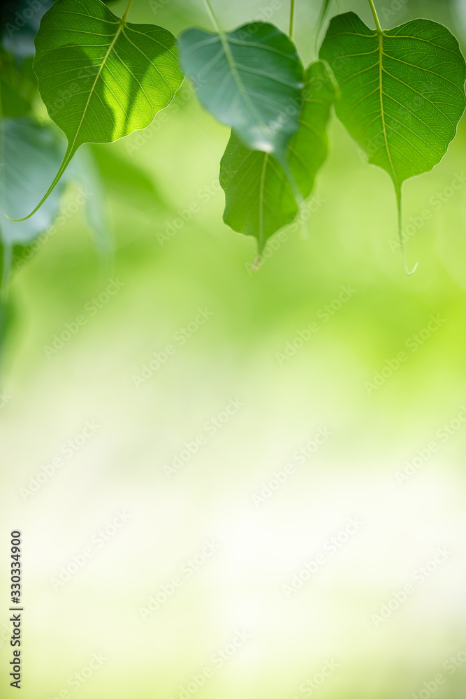 Naklejka premium Nature of green leaf in garden at summer. Natural green leaves plants using as spring background cover page greenery environment ecology wallpaper