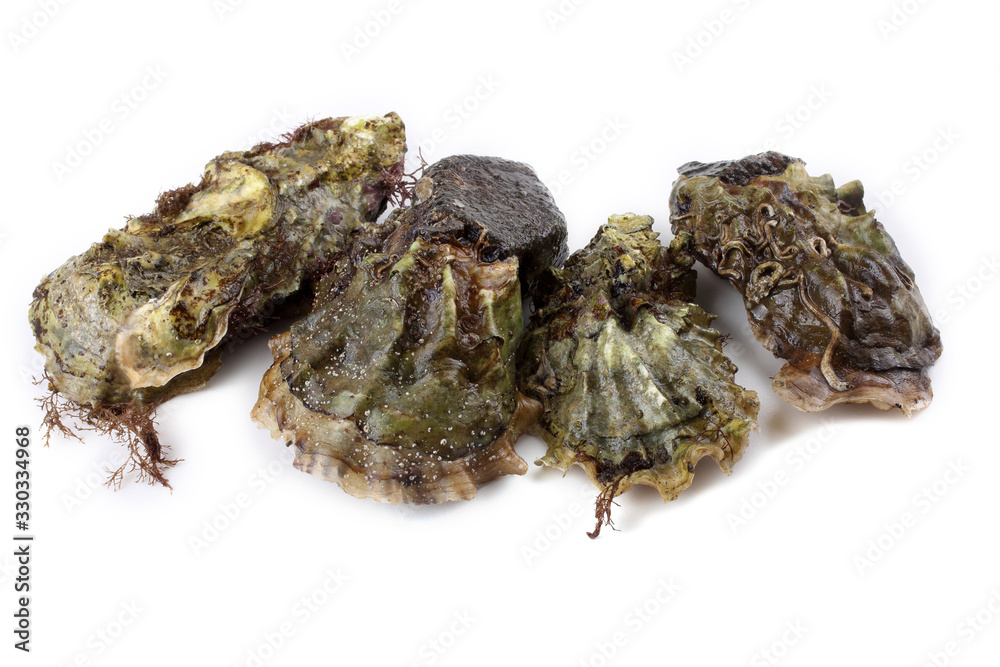 Oysters isolated on white Oysters isolated on white