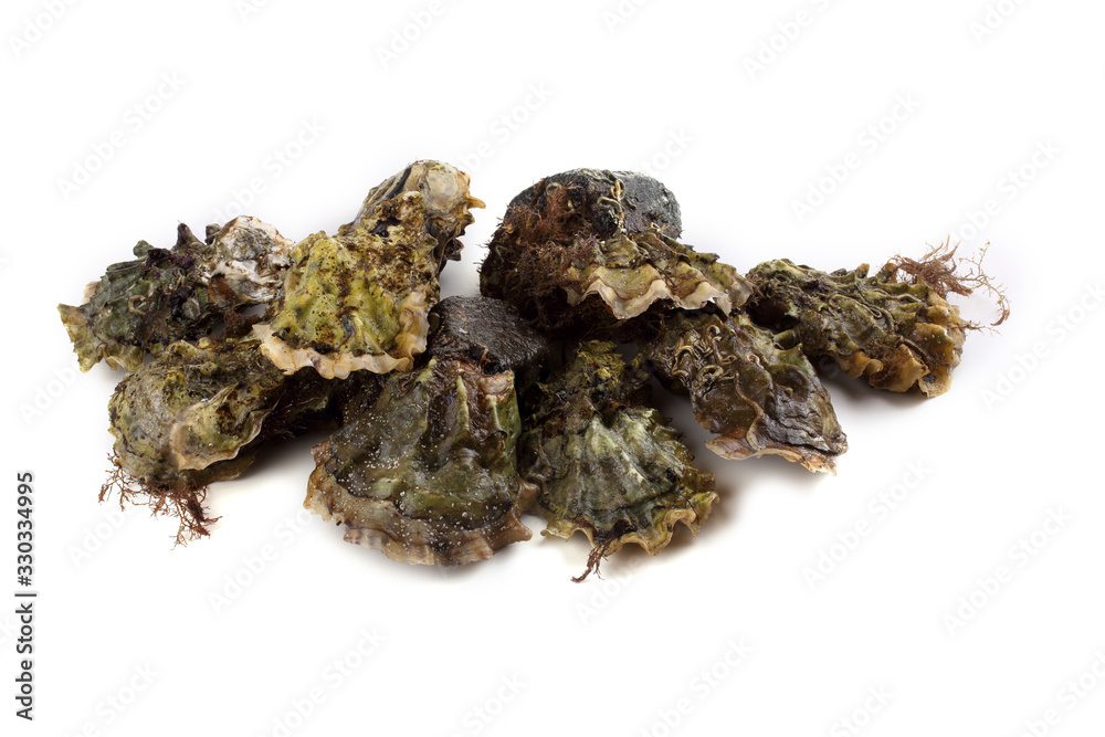 Oysters isolated on white Oysters isolated on white