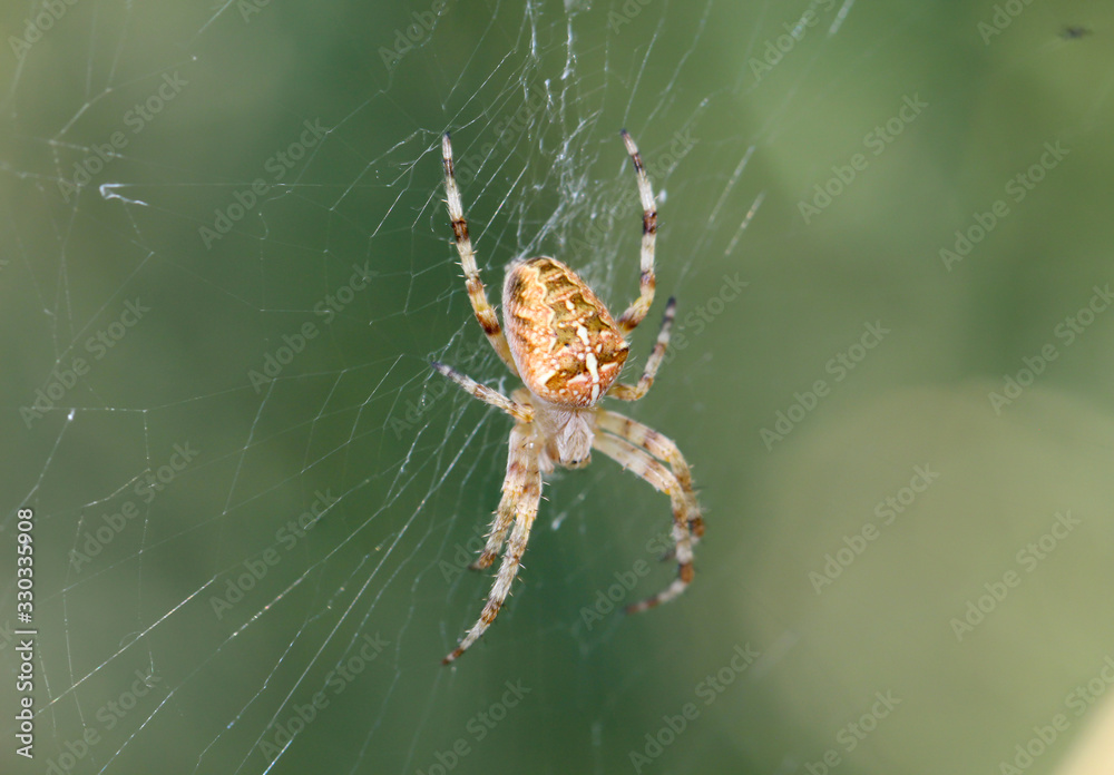 Nahaufnahme einer Garten Kreuzspinne im Netz Nahaufnahme einer Garten Kreuzspinne im Netz