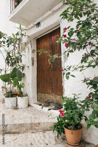 cute cat lies at the door on the street of old town Peniscola, Spain © Victoriya Bulyha