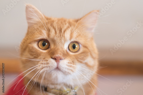 Yellow American and British shorthair tabby tomcat cat in red Christmas costume.