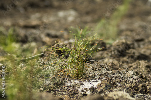 Reclamation of an oil production site. Planting pine seedlings. © Eugene