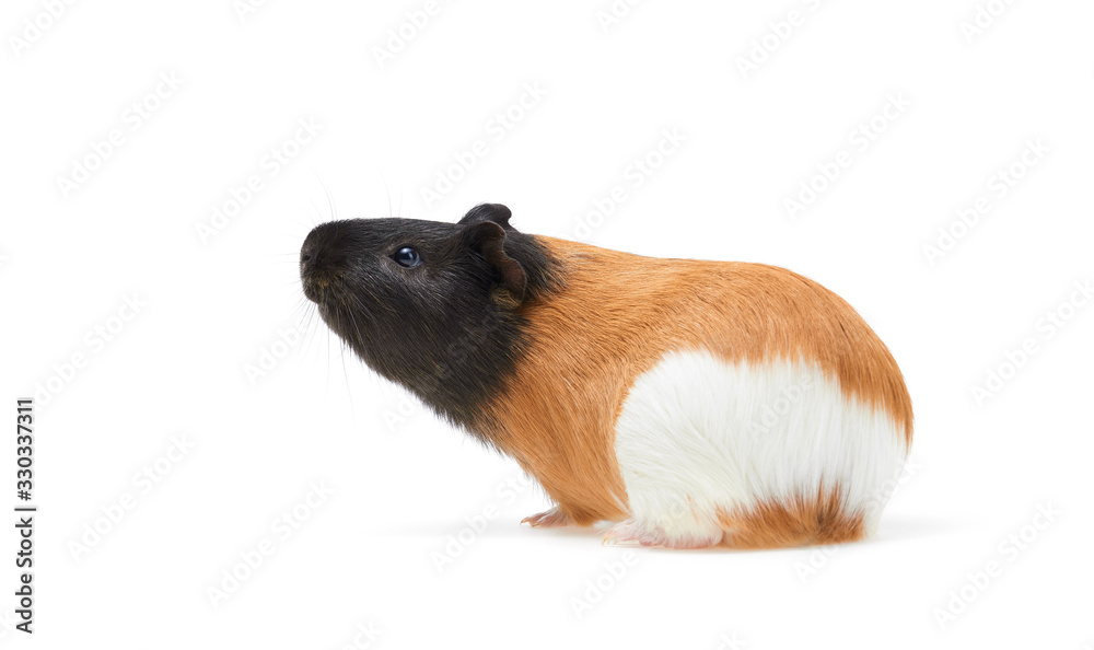 Guinea pig (Cavia porcellus) is a popular household pet A young