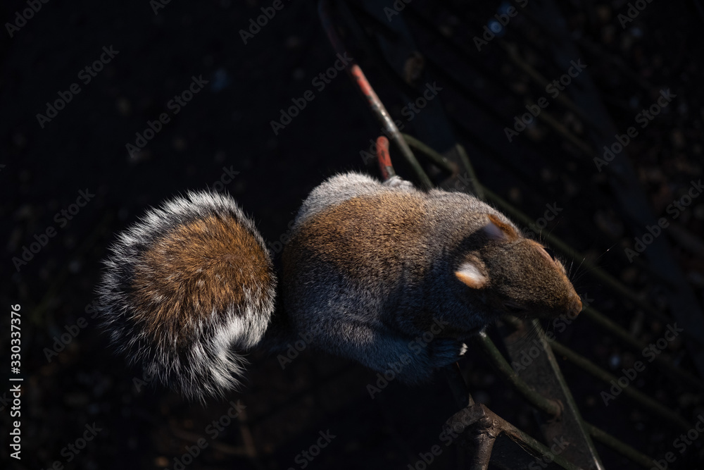 Obraz premium Squirrel in hyde park