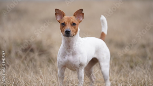 dog breed Jack Russell is walking in the meadow
