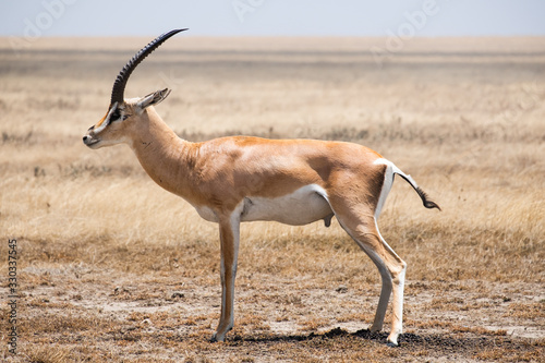 Gasell in serengeti