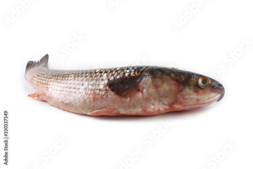 Pelengas (So-iny mullet)