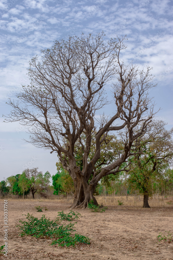 Bombax costatum in a parkland of Burkina Faso Bombax costatum in a parkland of Burkina Faso