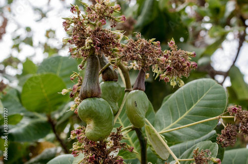 Konstfotografi Cashew fruits in an orchard, Burkina Faso
